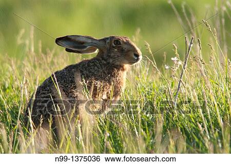 Stock Photograph - European brown hare Lepus capensis europaeus, sitting in grassland, spring, Hungary. Fotosearch