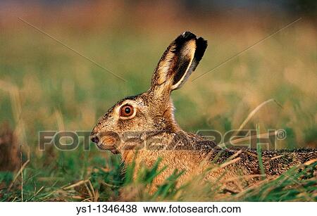 EUROPEAN BROWN HARE lepus europaeus, ADULT LOOKING OUT View Large Photo Image Stock Photo - EUROPEAN BROWN HARE lepus europaeus, ADULT LOOKING OUT. Fotosearch