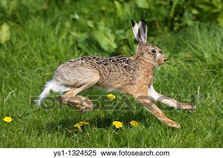 European Brown Hare, lepus europaeus, Adult running on Grass, Normandy View Large Photo Image Stock Photography - European Brown Hare, lepus europaeus, Adult running on Grass, Normandy. Fotosearch