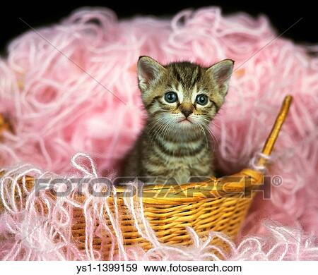 Stock Photo - European Brown Tabby Domestic Cat, Kitten standing on Whool. Fotosearch