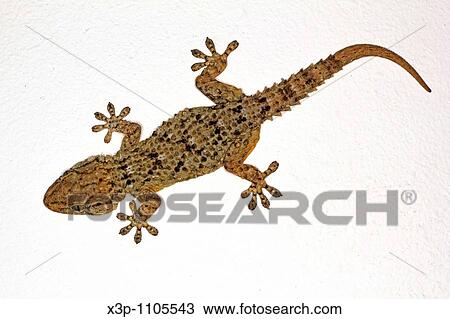 European common gecko Tarentola mauritanica View Large Photo Image Stock Image - European common gecko Tarentola mauritanica. Fotosearch