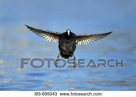 Stock Image - European coot, Fulica atra, flying, Germany. Fotosearch