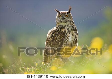 European eagle owl Bubo bubo perched on rock in flower meadow captive, Scotland, July 2007 View Large Photo Image Stock Image - European eagle owl Bubo bubo perched on rock in flower meadow captive, Scotland, July 2007. Fotosearch