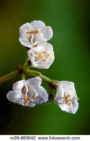 Stock Image - European elder, Sambucus nigra detail.. Fotosearch