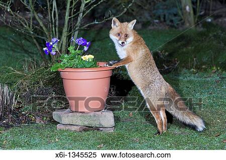 European Fox Vulpes vulpes, in garden, searching for food in plant pot View Large Photo Image Stock Photography - European Fox Vulpes vulpes, in garden, searching for food in plant pot. Fotosearch