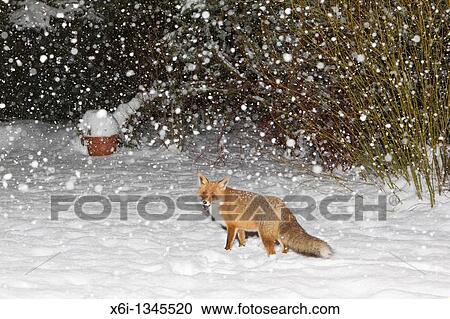 European Fox Vulpes vulpes, in snow covered garden, winter View Large Photo Image Stock Image - European Fox Vulpes vulpes, in snow covered garden, winter. Fotosearch