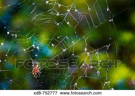 European garden spider (Araneus diadematus) in its web with preys, Saja-Besaya Natural Park, Cabuerniga valley, Cantabria, Spain, Europe View Large Photo Image Stock Photo - European garden spider (Araneus diadematus) in its web with preys, Saja-Besaya Natural Park, Cabuerniga valley, Cantabria, Spain, Europe. Fotosearch