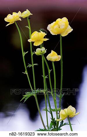 European Globeflower Trollius europaeus in front of water landscape - Bavaria/Germany View Large Photo Image Stock Image - European Globeflower Trollius europaeus in front of water landscape - Bavaria/Germany. Fotosearch