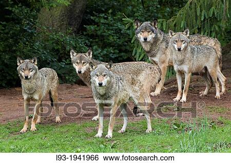 European gray wolf, Canis lupus lupus, pack, Germany. View Large Photo Image Stock Photograph - European gray wolf, Canis lupus lupus, pack, Germany.. Fotosearch