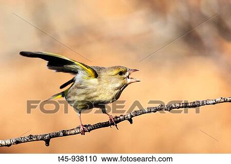 European Greenfinch (Carduelis chloris) in winter, Vaucluse, France View Large Photo Image Stock Image - European Greenfinch (Carduelis chloris) in winter, Vaucluse, France. Fotosearch