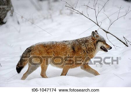 European grey wolf in snow Canis lupus, captive Bayerischerwald National Park, Germany View Large Photo Image Picture - European grey wolf in snow Canis lupus, captive Bayerischerwald National Park, Germany. Fotosearch