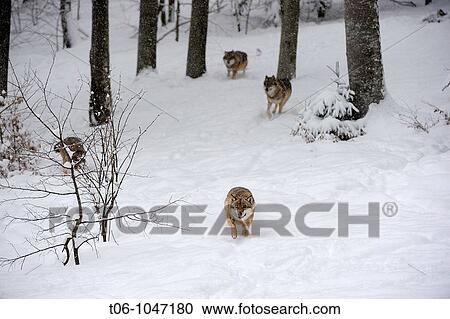 European grey wolf in snow Canis lupus, captive Bayerischerwald National Park, Germany View Large Photo Image Stock Image - European grey wolf in snow Canis lupus, captive Bayerischerwald National Park, Germany. Fotosearch