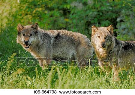 European grey wolfs (Canis lupus) captive View Large Photo Image Stock Photo - European grey wolfs (Canis lupus) captive. Fotosearch