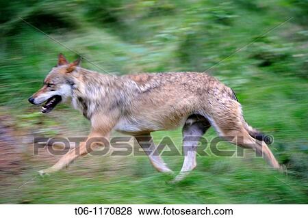 European grey wolves running Canis lupus captive, Bayerischerwald National Park, Germany View Large Photo Image Stock Photo - European grey wolves running Canis lupus captive, Bayerischerwald National Park, Germany. Fotosearch