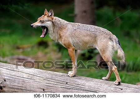 European grey wolves yawing Canis lupus captive, Bayerischerwald National Park, Germany View Large Photo Image Picture - European grey wolves yawing Canis lupus captive, Bayerischerwald National Park, Germany. Fotosearch