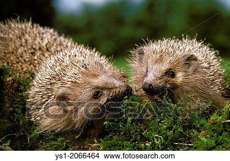 Picture - European Hedgehog, erinaceus europaeus, Normandy.. Fotosearch