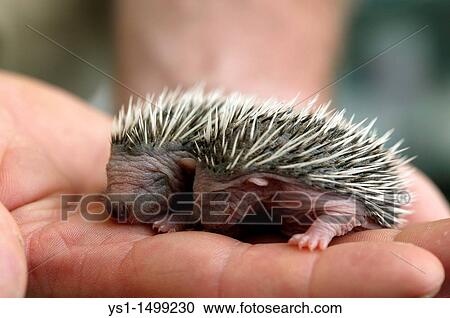 European Hedgehog, erinaceus europaeus, Babies rescued at? la Dame Blanche?, Animal Protection Center in Normandy View Large Photo Image Stock Image - European Hedgehog, erinaceus europaeus, Babies rescued at? la Dame Blanche?, Animal Protection Center in Normandy. Fotosearch