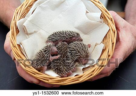 European Hedgehog, erinaceus europaeus, Babies rescued at La Dame Blanche, a Wildlife Protection Center in Normandy View Large Photo Image Stock Image - European Hedgehog, erinaceus europaeus, Babies rescued at La Dame Blanche, a Wildlife Protection Center in Normandy. Fotosearch