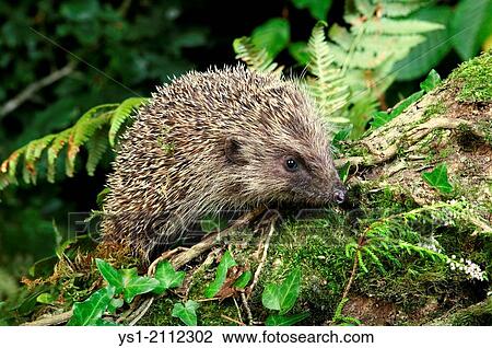 European Hedgehog, erinaceus europaeus, Normandy. View Large Photo Image Stock Image - European Hedgehog, erinaceus europaeus, Normandy.. Fotosearch
