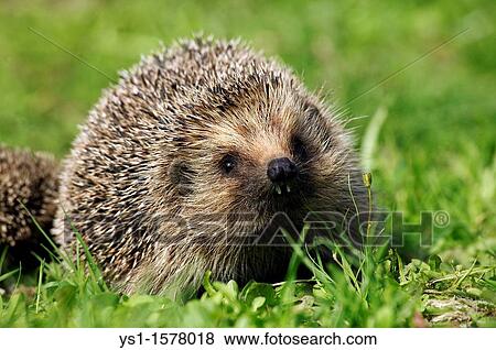European Hedgehog, erinaceus europaeus, Female standign on Grass, Normandy in France View Large Photo Image Stock Photo - European Hedgehog, erinaceus europaeus, Female standign on Grass, Normandy in France. Fotosearch