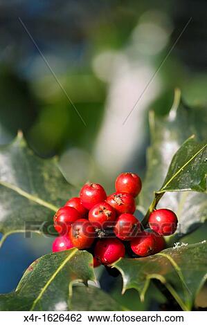 European Holly (Ilex aquifolium) with Berries View Large Photo Image Stock Image - European Holly (Ilex aquifolium) with Berries. Fotosearch