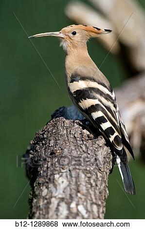 Stock Photo - European Hoopoe (Upupa epops), France. Fotosearch