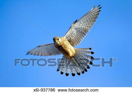 European Kestrel (Falco tinnunculus), male hovering in flight View Large Photo Image Stock Photograph - European Kestrel (Falco tinnunculus), male hovering in flight. Fotosearch