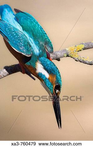 European Kingfisher (Alcedo atthis) get ready to fish View Large Photo Image Stock Photo - European Kingfisher (Alcedo atthis) get ready to fish. Fotosearch