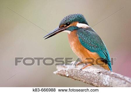 European Kingfisher (Alcedo atthis) View Large Photo Image Stock Photo - European Kingfisher (Alcedo atthis). Fotosearch