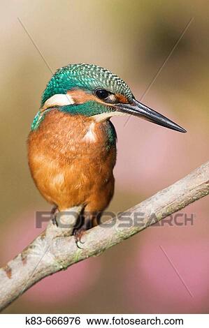 European Kingfisher (Alcedo atthis) View Large Photo Image Stock Photograph - European Kingfisher (Alcedo atthis). Fotosearch