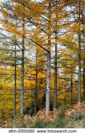 European larch (Larix decidua) forest in autumn. Gorbeia Natural Park. Biscay, Basque Country, Spain, Europe. View Large Photo Image Stock Image - European larch (Larix decidua) forest in autumn. Gorbeia Natural Park. Biscay, Basque Country, Spain, Europe.. Fotosearch