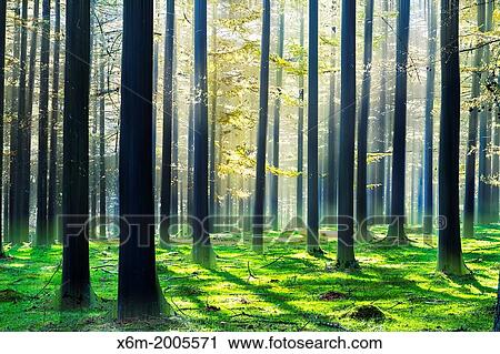 Stock Image - European larch (Larix decidua) forest in autumn. Gorbeia Natural Park. Biscay, Basque Country, Spain, Europe.. Fotosearch