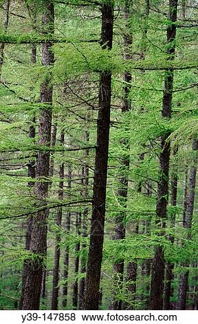 European Larch (Larix decidua) View Large Photo Image Stock Photo - European Larch (Larix decidua). Fotosearch