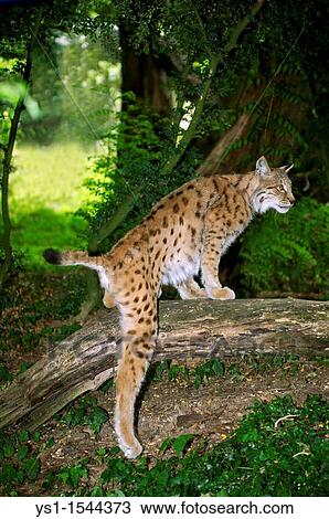 European Lynx, felis lynx, Adult standing on Branch View Large Photo Image Stock Image - European Lynx, felis lynx, Adult standing on Branch. Fotosearch