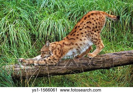 European Lynx, felis lynx, Adult Clawing Branch View Large Photo Image Stock Image - European Lynx, felis lynx, Adult Clawing Branch. Fotosearch