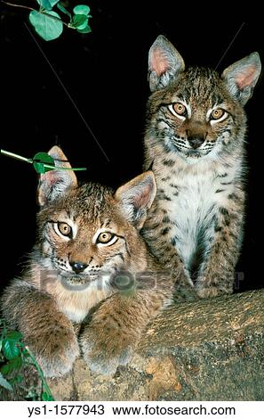 European Lynx, felis lynx, Cub standing on Branch View Large Photo Image Stock Image - European Lynx, felis lynx, Cub standing on Branch. Fotosearch