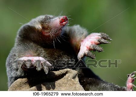 European Mole portrait (Talpa europaea) Alsace, France. View Large Photo Image Stock Photo - European Mole portrait (Talpa europaea) Alsace, France.. Fotosearch