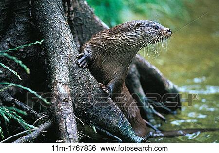 European Otter, lutra lutra, Adult standing in River View Large Photo Image Stock Photograph - European Otter, lutra lutra, Adult standing in River. Fotosearch