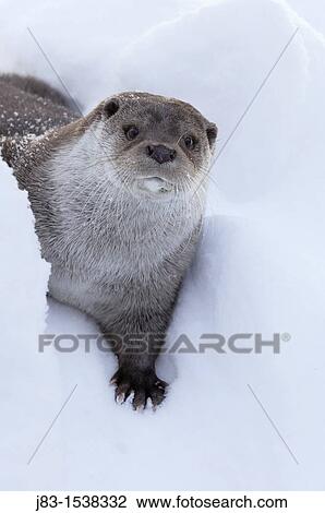 European Otter Lutra lutra in snow, Bavaria, Germany View Large Photo Image Stock Image - European Otter Lutra lutra in snow, Bavaria, Germany. Fotosearch