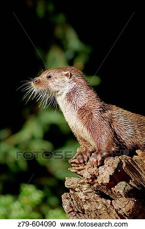 European Otter (Lutra lutra) View Large Photo Image Stock Image - European Otter (Lutra lutra). Fotosearch