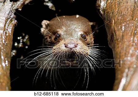 European Otter (Lutra lutra) View Large Photo Image Stock Photo - European Otter (Lutra lutra). Fotosearch