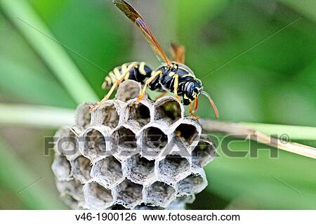 European paper wasp on nest Polistes dominula View Large Photo Image Stock Photograph - European paper wasp on nest Polistes dominula. Fotosearch