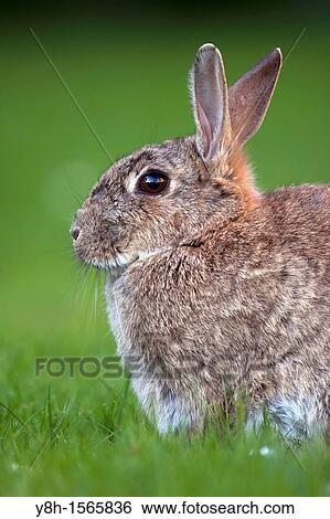 European Rabbit, Oryctolagus cuniculus, Hamburg, Germany View Large Photo Image Stock Photograph - European Rabbit, Oryctolagus cuniculus, Hamburg, Germany. Fotosearch