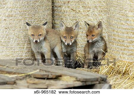 European Red Fox Vulpes vulpes, three cubs in barn, Hessen, Germany View Large Photo Image Stock Image - European Red Fox Vulpes vulpes, three cubs in barn, Hessen, Germany. Fotosearch