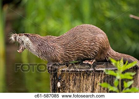 European River Otter (Lutra lutra) View Large Photo Image Stock Photography - European River Otter (Lutra lutra). Fotosearch