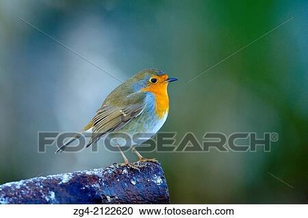 European Robin, Erithacus rubecula, in winter snow, West Lothian, Scotland, UK. View Large Photo Image Stock Image - European Robin, Erithacus rubecula, in winter snow, West Lothian, Scotland, UK.. Fotosearch