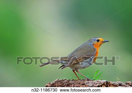 European Robin Erithacus rubecula Jaen province, Andalusia, Spain. View Large Photo Image Stock Image - European Robin Erithacus rubecula Jaen province, Andalusia, Spain.. Fotosearch