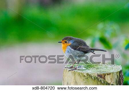 European Robin Erithacus rubecula on a stump View Large Photo Image Stock Image - European Robin Erithacus rubecula on a stump. Fotosearch