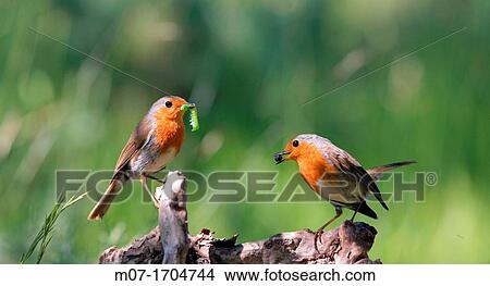European Robin Erithacus rubecula View Large Photo Image Picture - European Robin Erithacus rubecula. Fotosearch