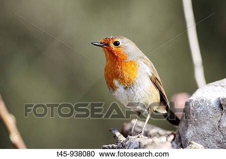 European Robin (Erithacus rubecula). Vaucluse, France View Large Photo Image Stock Image - European Robin (Erithacus rubecula). Vaucluse, France. Fotosearch